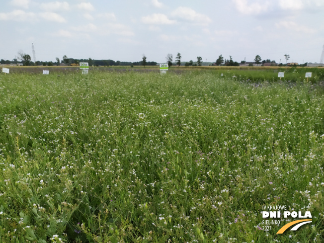 Zdjęcie 1. mieszanki poplonowej TOP VITA ZIEMNIAKI z Top Farms na polu demonstracyjnym w Sielinku 04.07.2023