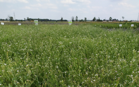 Zdjęcie mieszanki poplonowej TOP VITA ZIEMNIAKI z Top Farms na polu demonstracyjnym w Sielinku 04.07.2023