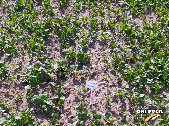 Zdjęcie 1. mieszanki poplonowej TOP VITA ZIEMNIAKI z Top Farms na polu demonstracyjnym w Sielinku 22.05.2023