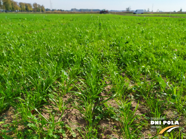 Zdjęcie 1. mieszanki traw COUNTRY 2031 z DSV na polu demonstracyjnym w Sielinku 17.10.2022