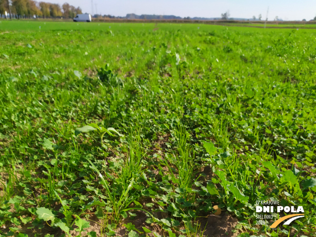 Zdjęcie 1. mieszanki traw COUNTRY 2048 z DSV na polu demonstracyjnym w Sielinku 17.10.2022