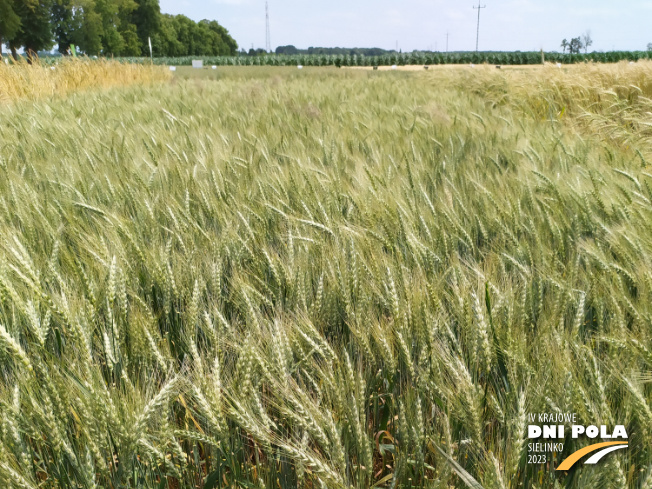 Zdjęcie 1. pszenicy jarej OSTKA SMOLICKA z Hodowli Roślin SMOLICE na polu demonstracyjnym w Sielinku 04.07.2023