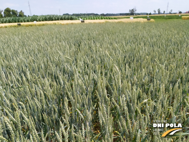 Zdjęcie 1. pszenicy jarej APLAUZ z Hodowli Roślin STRZELCE na polu demonstracyjnym w Sielinku 04.07.2023