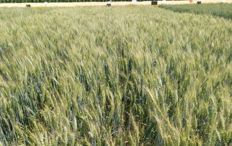 Zdjęcie pszenicy jarej KWS EXPECTUM z KWS POLSKA na polu demonstracyjnym w Sielinku 04.07.2023