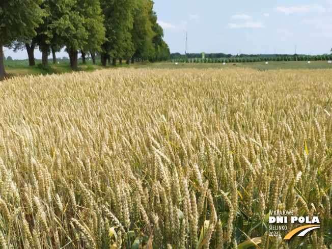 Zdjęcie 1. pszenicy ozimej ASKABAN z AGROCHEST na polu demonstracyjnym w Sielinku 04.07.2023