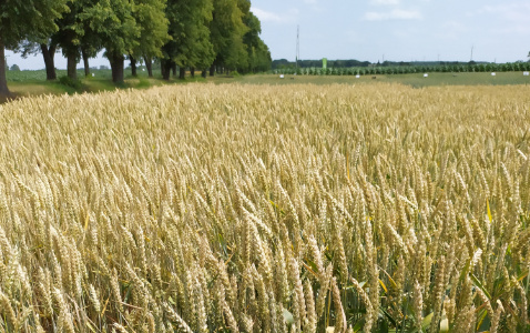 Zdjęcie pszenicy ozimej ASKABAN z AGROCHEST na polu demonstracyjnym w Sielinku 04.07.2023