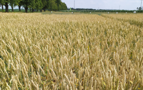 Zdjęcie pszenicy ozimej KASK z AGROCHEST na polu demonstracyjnym w Sielinku 04.07.2023