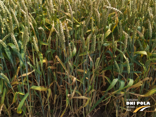 Zdjęcie 3. pszenicy ozimej MUNDIAL z AGROCHEST na polu demonstracyjnym w Sielinku 04.07.2023