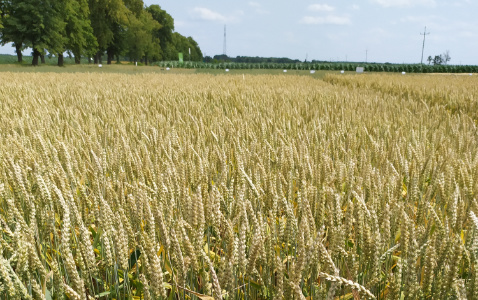 Zdjęcie pszenicy ozimej MUNDIAL z AGROCHEST na polu demonstracyjnym w Sielinku 04.07.2023