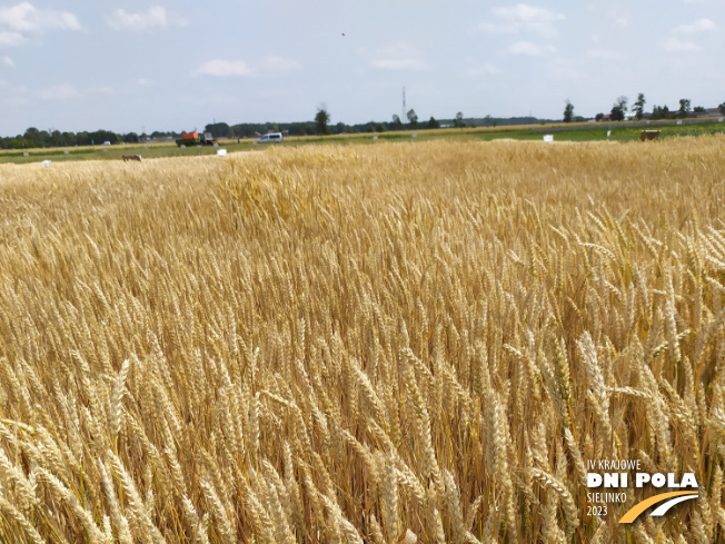 Zdjęcie 1. pszenicy ozimej RGT SPECIALIST STANDARD z FLORA na polu demonstracyjnym w Sielinku 04.07.2023