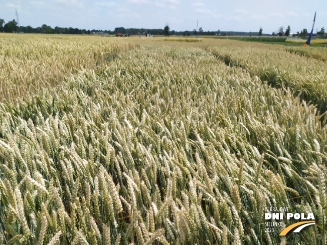 Zdjęcie 1. pszenicy ozimej TONNAGE (LOZ) z SAATBAU na polu demonstracyjnym w Sielinku 04.07.2023