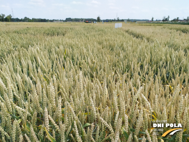 Zdjęcie 1. pszenicy ozimej SY DUBAJ (LOZ) z Syngenta na polu demonstracyjnym w Sielinku 04.07.2023