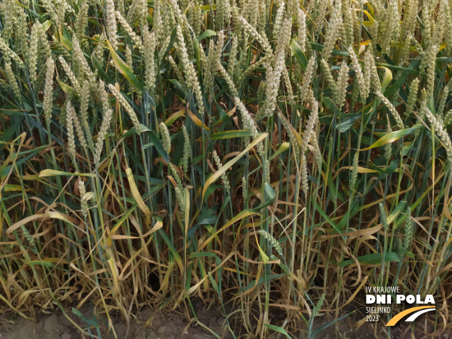 Zdjęcie 3. pszenicy ozimej SY DUBAJ (LOZ) z Syngenta na polu demonstracyjnym w Sielinku 04.07.2023