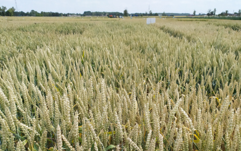 Zdjęcie pszenicy ozimej SY DUBAJ (LOZ) z Syngenta na polu demonstracyjnym w Sielinku 04.07.2023