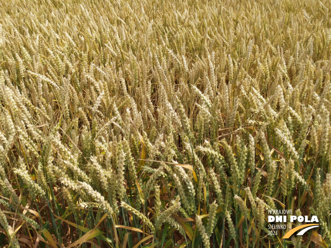 Zdjęcie 2. pszenicy ozimej SY LANDRICH z Syngenta na polu demonstracyjnym w Sielinku 04.07.2023