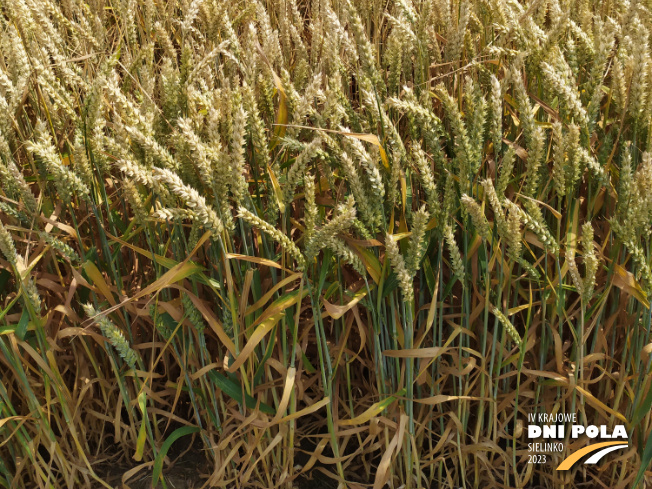 Zdjęcie 3. pszenicy ozimej SY LANDRICH z Syngenta na polu demonstracyjnym w Sielinku 04.07.2023