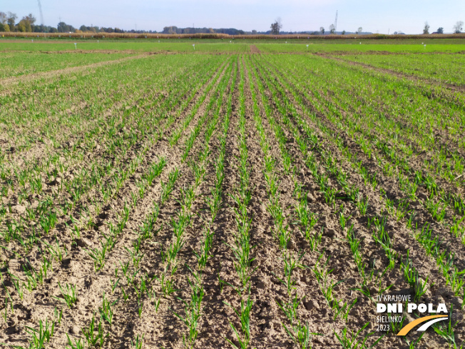 Zdjęcie 1. pszenicy ozimej SY Landrich z Syngenta na polu demonstracyjnym w Sielinku 17.10.2022