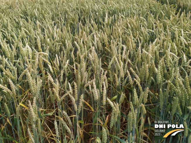 Zdjęcie 2. pszenicy ozimej SY OROFINO (LOZ) z Syngenta na polu demonstracyjnym w Sielinku 04.07.2023