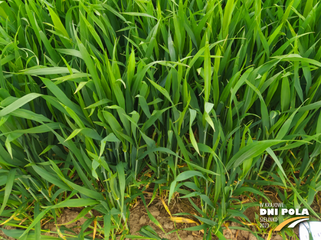 Zdjęcie 3. pszenicy ozimej SY OROFINO (LOZ) z Syngenta na polu demonstracyjnym w Sielinku 19.05.2023