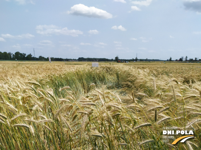 Zdjęcie 1. pszenżyta ozimego AVOKADO (LOZ) z DANKO Hodowli Roślin na polu demonstracyjnym w Sielinku 04.07.2023