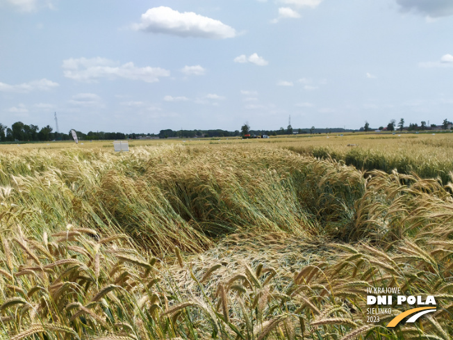 Zdjęcie 1. pszenżyta ozimego BELCANTO (LOZ) z DANKO Hodowli Roślin na polu demonstracyjnym w Sielinku 04.07.2023