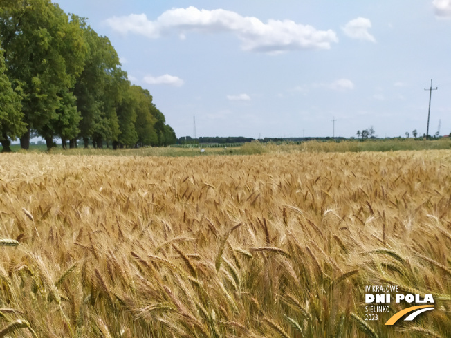 Zdjęcie 1. pszenżyta ozimego MELOMAN z AGROCHEST na polu demonstracyjnym w Sielinku 04.07.2023