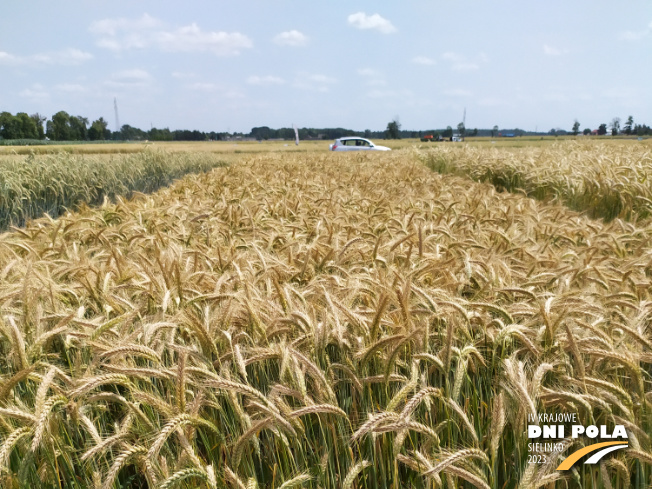 Zdjęcie 1. pszenżyta ozimego TADEUS (LOZ) z Saaten-Union na polu demonstracyjnym w Sielinku 04.07.2023