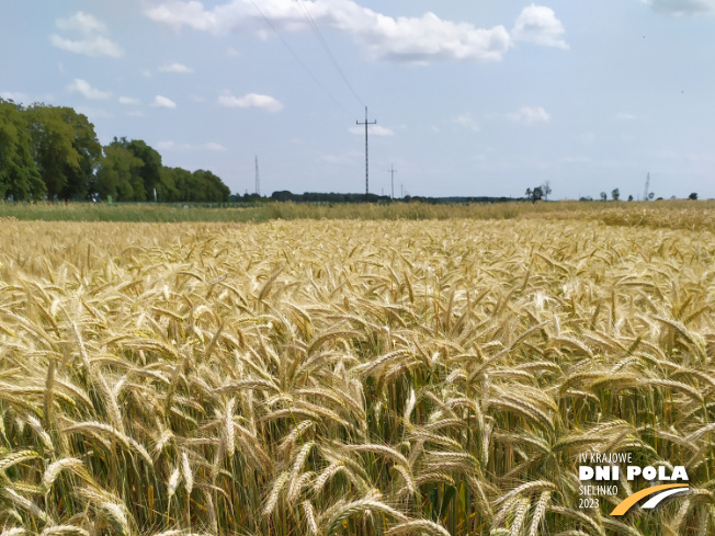 Zdjęcie 1. pszenżyta ozimego CAPPRICIA z Syngenta na polu demonstracyjnym w Sielinku 04.07.2023