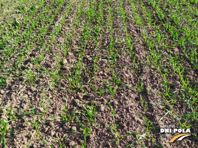 Zdjęcie 2. pszenżyta ozimego Cappricia z Syngenta na polu demonstracyjnym w Sielinku 17.10.2022