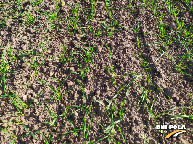 Zdjęcie 3. pszenżyta ozimego Cappricia z Syngenta na polu demonstracyjnym w Sielinku 17.10.2022