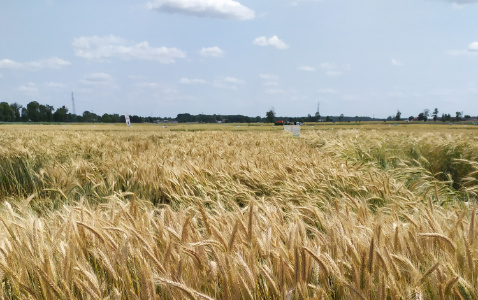 Zdjęcie pszenżyta ozimego TEMUCO (LOZ) z Syngenta na polu demonstracyjnym w Sielinku 04.07.2023