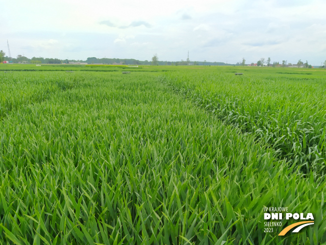 Zdjęcie 1. pszenżyta ozimego TEMUCO (LOZ) z Syngenta na polu demonstracyjnym w Sielinku 19.05.2023