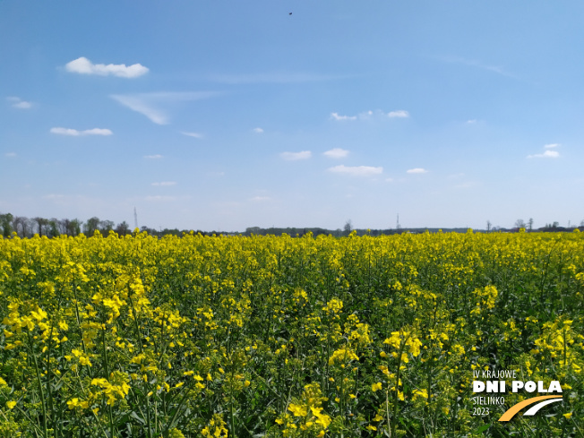 Zdjęcie 1. rzepaku ozimego LG Artemis z AGROCHEST na polu demonstracyjnym w Sielinku 04.05.2023