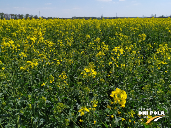 Zdjęcie 2. rzepaku ozimego LG Artemis z AGROCHEST na polu demonstracyjnym w Sielinku 04.05.2023