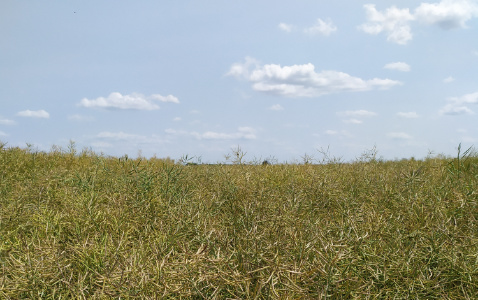 Zdjęcie rzepaku ozimego LG ARTEMIS z AGROCHEST na polu demonstracyjnym w Sielinku 04.07.2023