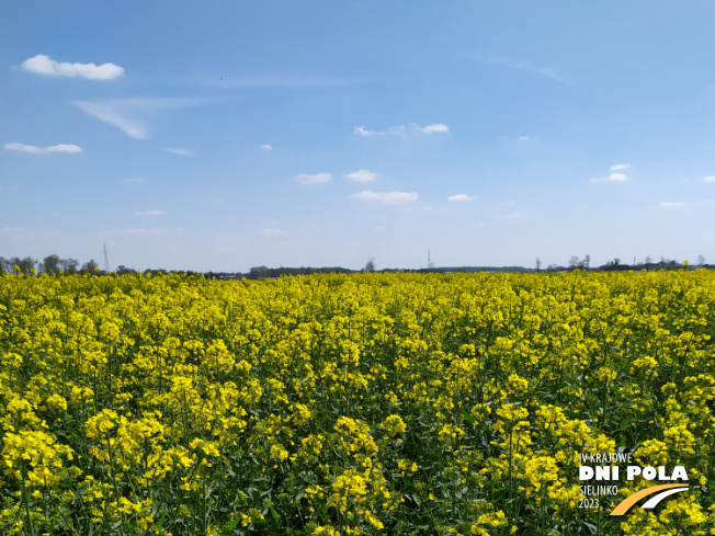 Zdjęcie 1. rzepaku ozimego Ocelot z AGROCHEST na polu demonstracyjnym w Sielinku 04.05.2023