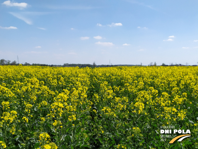 Zdjęcie 1. rzepaku ozimego DK Exaura z DEKALB na polu demonstracyjnym w Sielinku 04.05.2023