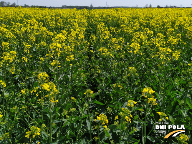 Zdjęcie 2. rzepaku ozimego DK Exaura z DEKALB na polu demonstracyjnym w Sielinku 04.05.2023