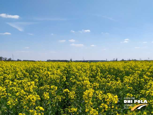 Zdjęcie 1. rzepaku ozimego DK Excited z DEKALB na polu demonstracyjnym w Sielinku 04.05.2023