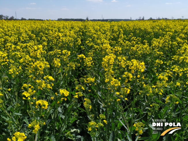 Zdjęcie 2. rzepaku ozimego DK Excited z DEKALB na polu demonstracyjnym w Sielinku 04.05.2023