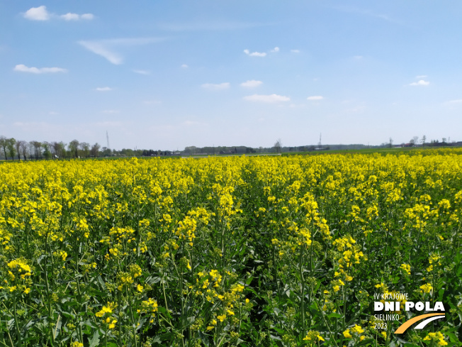 Zdjęcie 1. rzepaku ozimego AMOROSO z FLORA na polu demonstracyjnym w Sielinku 04.05.2023