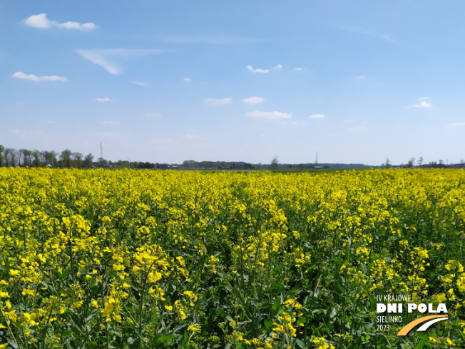 Zdjęcie 1. rzepaku ozimego DOMINATOR z FLORA na polu demonstracyjnym w Sielinku 04.05.2023