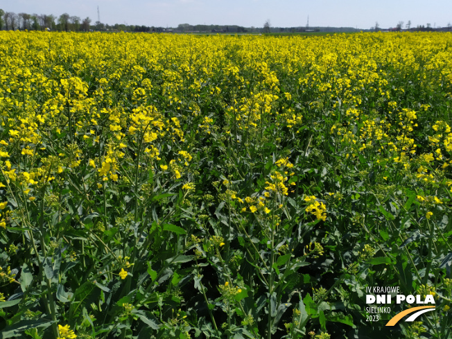 Zdjęcie 2. rzepaku ozimego DOMINATOR z FLORA na polu demonstracyjnym w Sielinku 04.05.2023