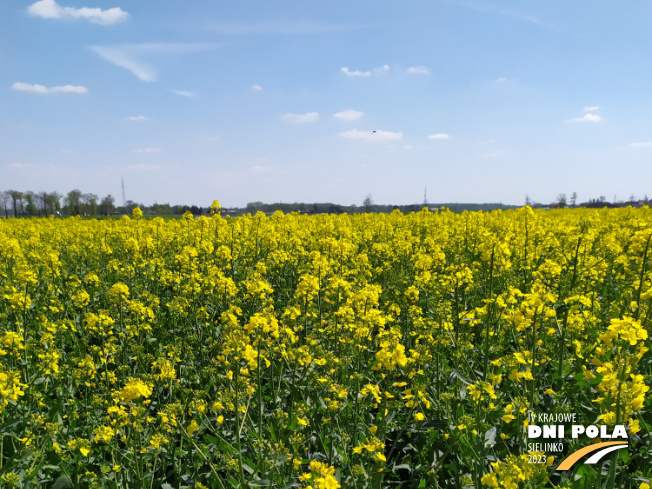 Zdjęcie 1. rzepaku ozimego LG AVIRON z FLORA na polu demonstracyjnym w Sielinku 04.05.2023