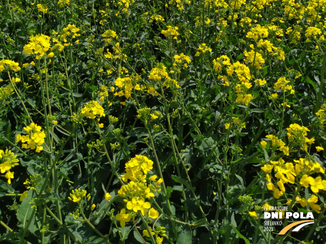 Zdjęcie 3. rzepaku ozimego ES DESIRIO z LIDEA Seeds na polu demonstracyjnym w Sielinku 04.05.2023