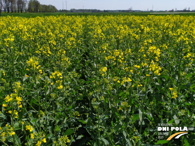 Zdjęcie 2. rzepaku ozimego SY CORNETTA z Syngenta na polu demonstracyjnym w Sielinku 04.05.2023