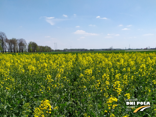 Zdjęcie 1. rzepaku ozimego SY Floretta z Syngenta na polu demonstracyjnym w Sielinku 04.05.2023