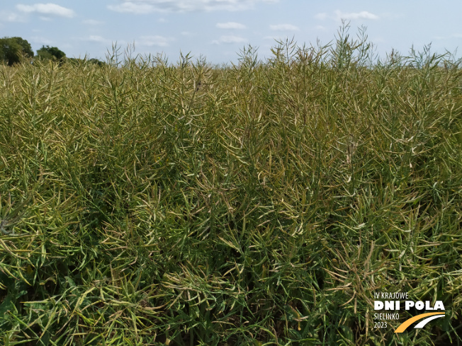 Zdjęcie 2. rzepaku ozimego SY FLORETTA z Syngenta na polu demonstracyjnym w Sielinku 04.07.2023