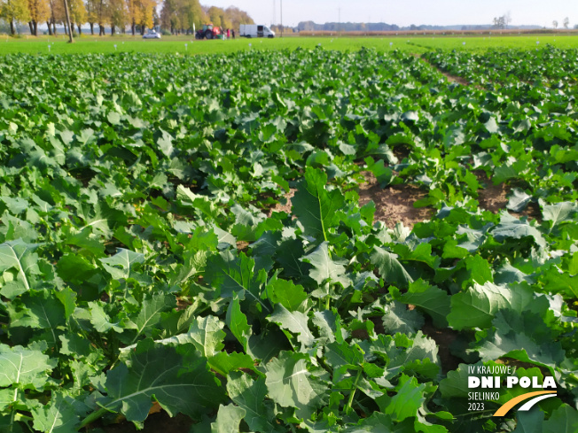 Zdjęcie 1. rzepaku ozimego SY Floretta z Syngenta na polu demonstracyjnym w Sielinku 17.10.2022