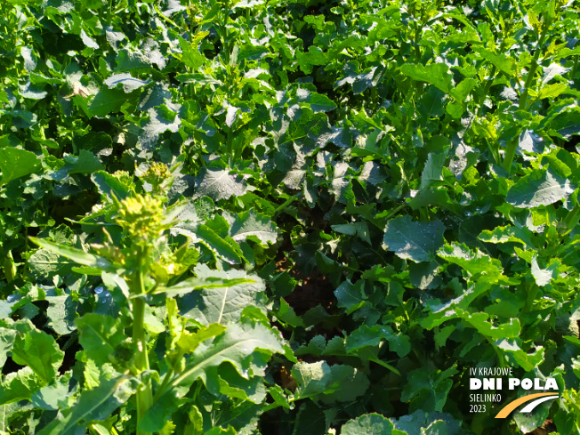 Zdjęcie 2. rzepaku ozimego SY FLORETTA z Syngenta na polu demonstracyjnym w Sielinku 20.04.2023